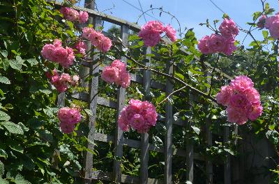 Rosa 'Coral Creeper'