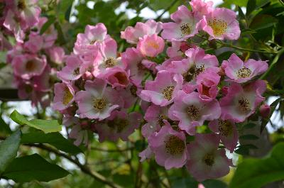 Rosa 'Kew Rmbler'