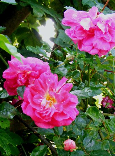 Rosa 'Alexander Girault'