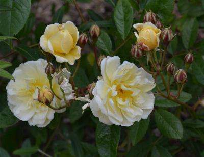Rosa 'Aviateur Bleriot'