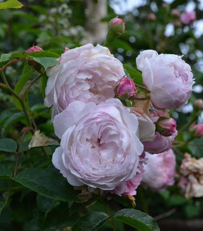 Rosa 'Baltimore Belle'