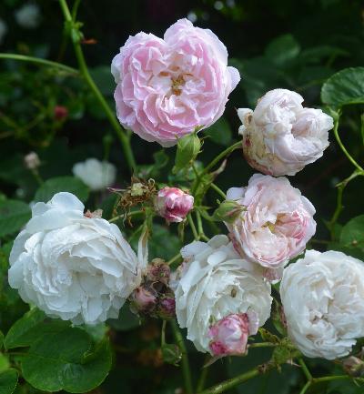 Rosa 'Baltimore Belle'