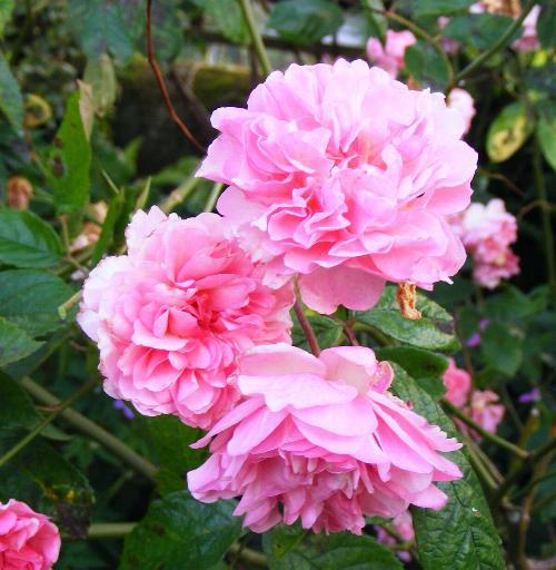 Rosa 'Cornellia'