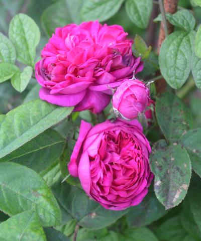 Rosa 'D Rescht'