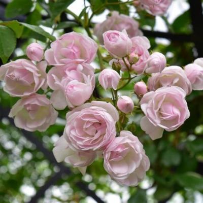 Rosa 'Ethel'