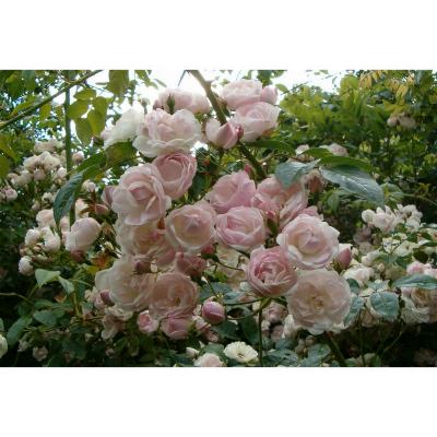 Rosa 'Ethel'