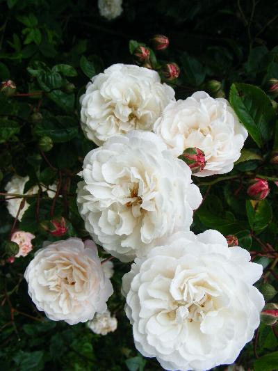 Rosa 'Felicite Perpetue'
