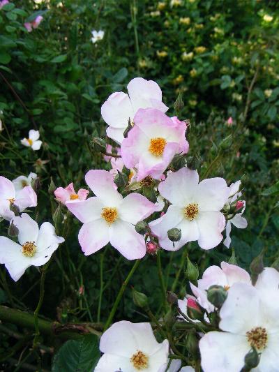 Rosa' Francis E Lester'