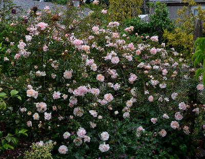 Rosa 'Leontine Gervaise'