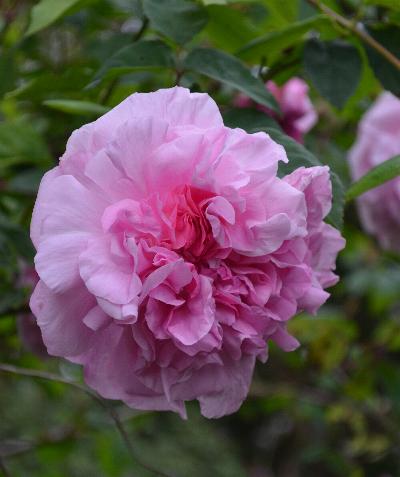 Rosa 'Madam Sancy de Parabere'