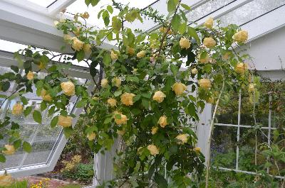 Rosa 'Marechal Neil'
