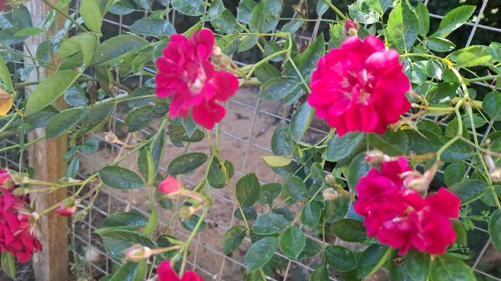 Rosa 'Perpatrum'