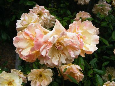 Rosa 'Phyllis Bide'