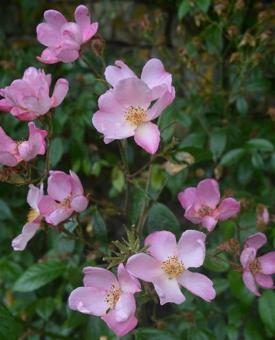 Rosa 'Plaisanterie'