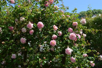 Rosa 'Rene Andre'