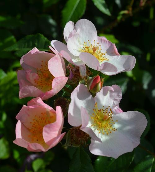 Rosa 'Rosy Cushion'