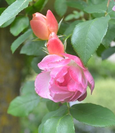 Rosa 'Suzon'
