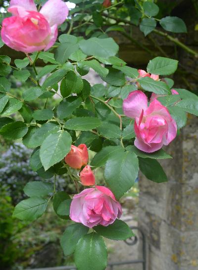 Rosa 'Suzon'