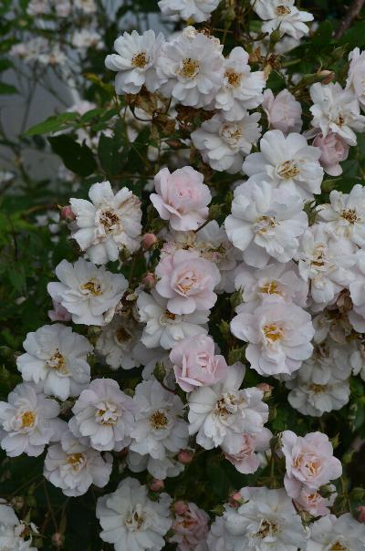 Rosa 'The Garland'