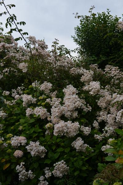 Rosa Toby Tristram