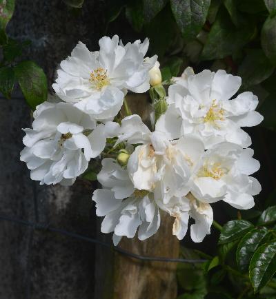 Rosa 'Tom Marshall'