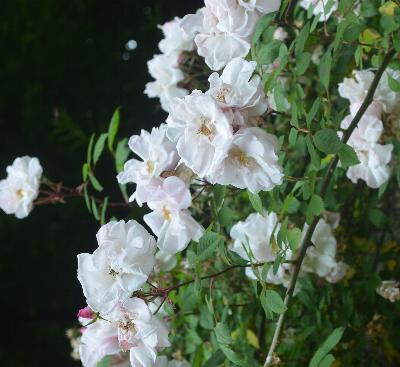 Rosa 'Venusta Pendula'