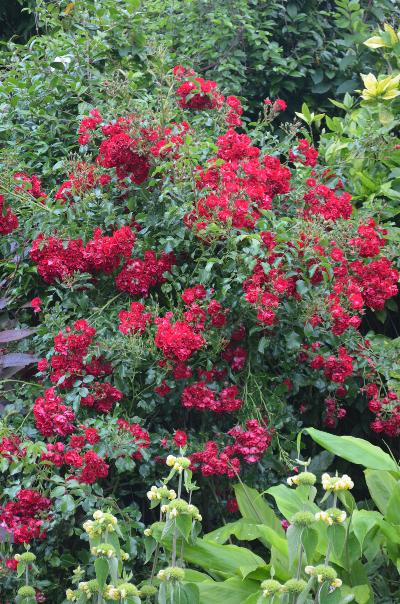 Rosa 'Rambling Rosie'