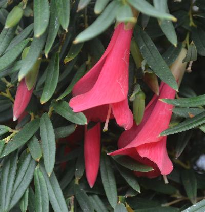 Philesia magellanica