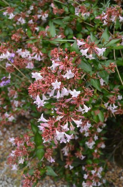 Abelia x grandiflora