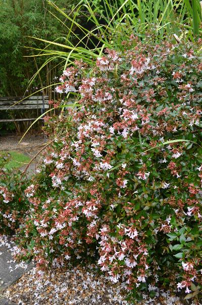 Abelia x grandiflora