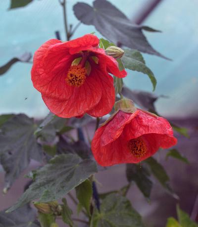 Abutilon 'Ashford Red'