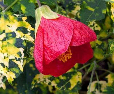 Abutilon 'Cannington Carol'