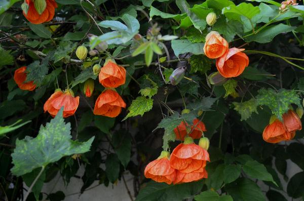 Abutilon 'Marion'
