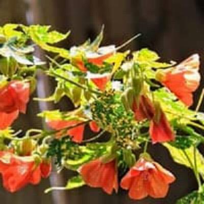 Abutilon pictum thompsonii