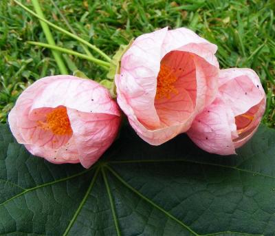 Abutilon 'Poppet's Pink'