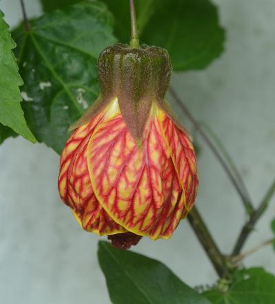 Abutilon 'Red Tiger'