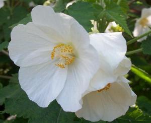 Abutilon vitifolium Album