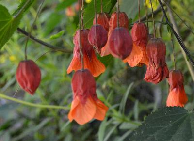 Abutilon 'Wisley Red'