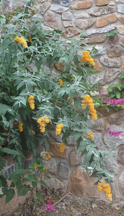 Buddleja madagascariensis