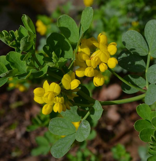 Coronilla valentina