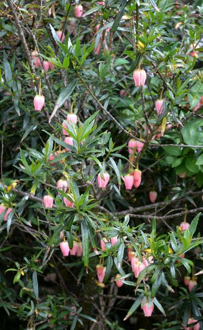Crinodendron 'Ada Hoffmann'