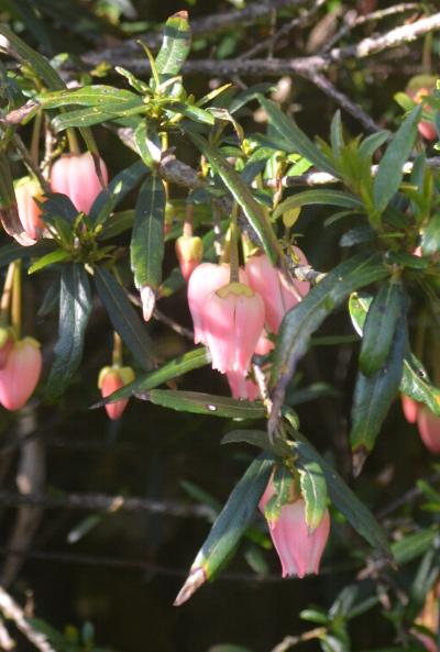 Crinodendron 'Ada Hoffmann'