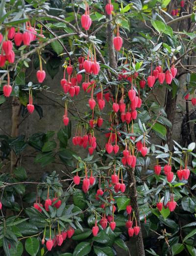 Crinodendron hookeranum