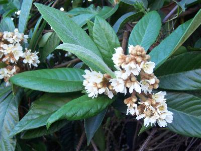 Eriobotrya japonica