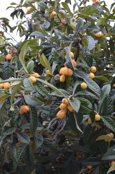 Eriobotrya japonica
