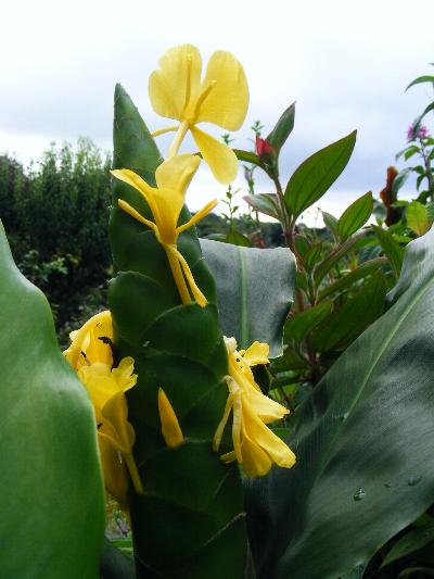Hedychium wardii