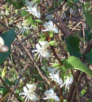 Lonicera x pupusii