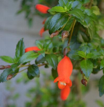 Mittraria coccinea