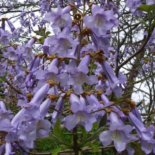 Paulownia tomentosa