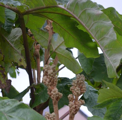 Tetrapanax paperifer